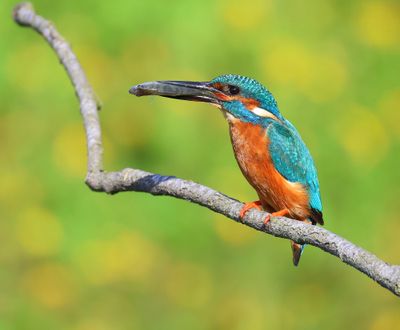 IJsvogel - Common Kingfisher