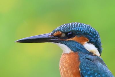 IJsvogel - Common Kingfisher