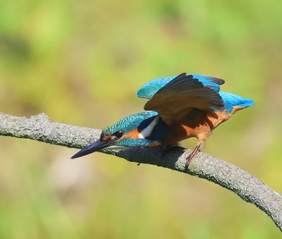 IJsvogel - Common Kingfisher