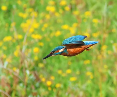 IJsvogel - Common Kingfisher