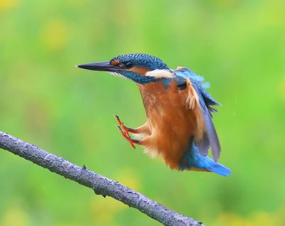 IJsvogel - Common Kingfisher