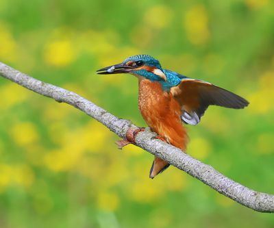 IJsvogel - Common Kingfisher