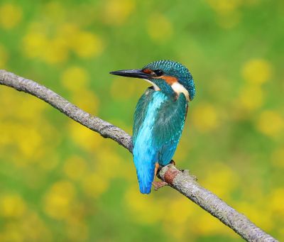IJsvogel - Common Kingfisher