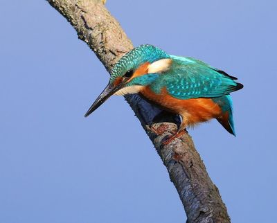 IJsvogel - Common Kingfisher