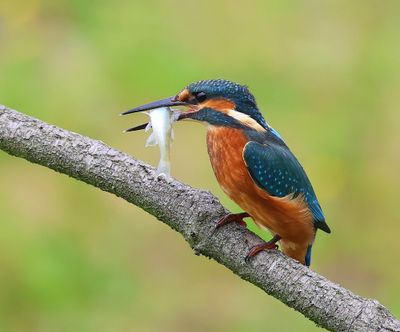 IJsvogel - Common Kingfisher