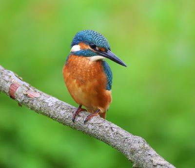 IJsvogel - Common Kingfisher