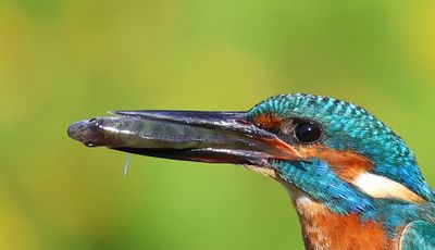 IJsvogel - Common Kingfisher