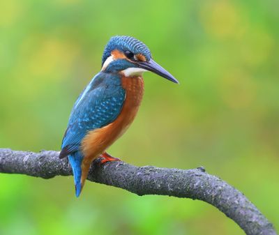 IJsvogel - Common Kingfisher