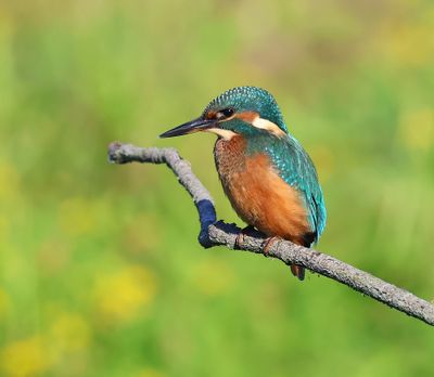 IJsvogel - Common Kingfisher