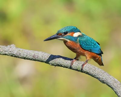IJsvogel - Common Kingfisher