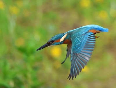 IJsvogel - Common Kingfisher