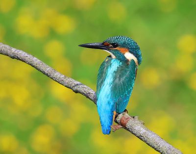 IJsvogel - Common Kingfisher
