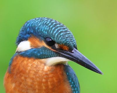 IJsvogel - Common Kingfisher