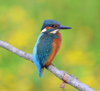 IJsvogel - Common Kingfisher