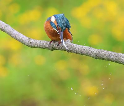IJsvogel - Common Kingfisher