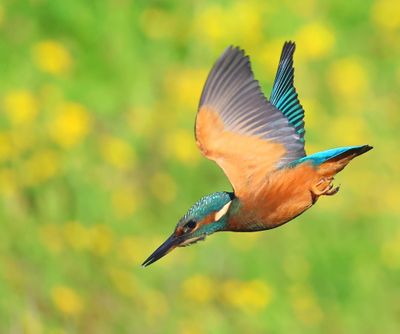IJsvogel - Common Kingfisher