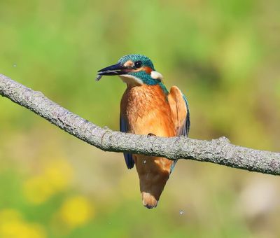 IJsvogel - Common Kingfisher