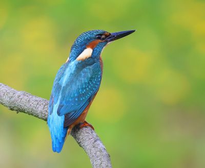 IJsvogel - Common Kingfisher
