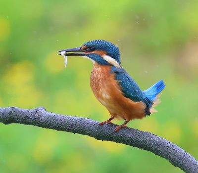 IJsvogel - Common Kingfisher