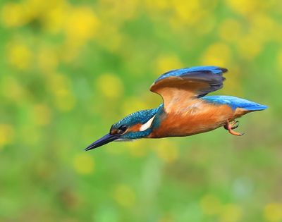 IJsvogel - Common Kingfisher