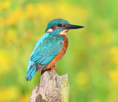 IJsvogel - Common Kingfisher