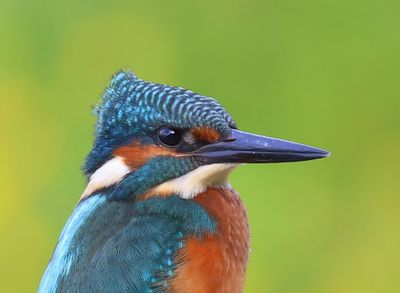 IJsvogel - Common Kingfisher