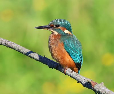 IJsvogel - Common Kingfisher
