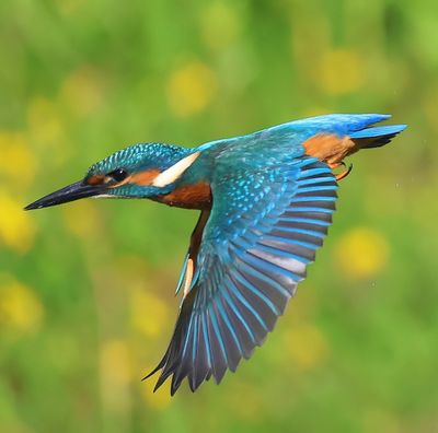IJsvogel - Common Kingfisher