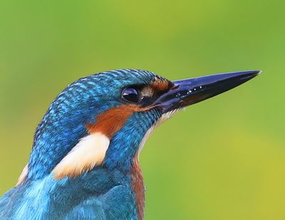 IJsvogel - Common Kingfisher