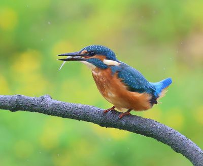IJsvogel - Common Kingfisher