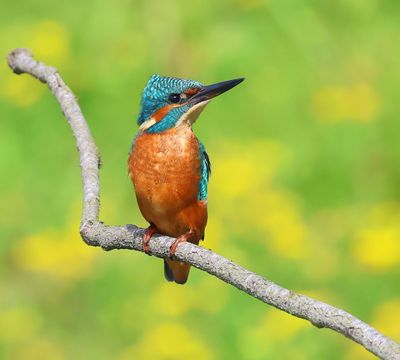 IJsvogel - Common Kingfisher