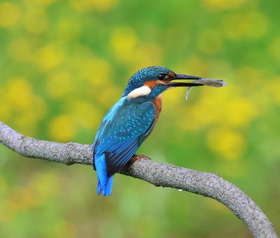 IJsvogel - Common Kingfisher