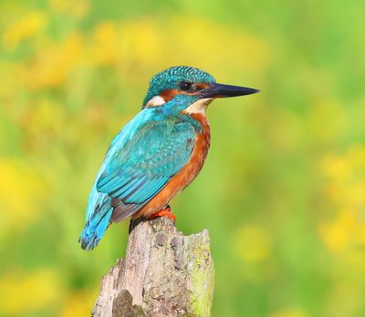 IJsvogel - Common Kingfisher