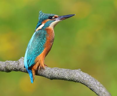 IJsvogel - Common Kingfisher