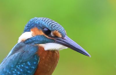 IJsvogel - Common Kingfisher