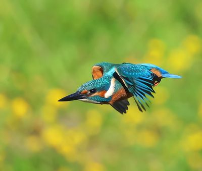IJsvogel - Common Kingfisher