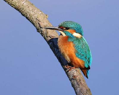 IJsvogel - Common Kingfisher