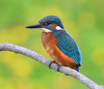 IJsvogel - Common Kingfisher