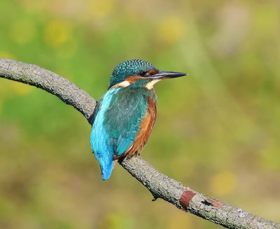 IJsvogel - Common Kingfisher