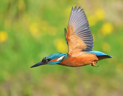 IJsvogel - Common Kingfisher