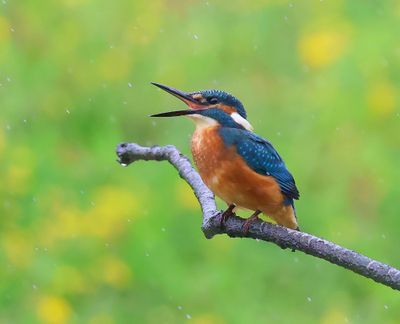 IJsvogel - Common Kingfisher
