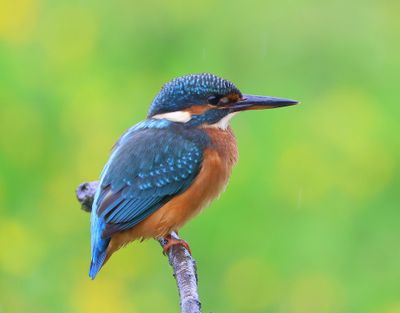IJsvogel - Common Kingfisher