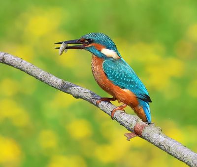 IJsvogel - Common Kingfisher