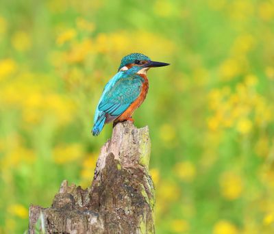 IJsvogel - Common Kingfisher