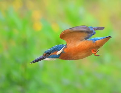 IJsvogel - Common Kingfisher