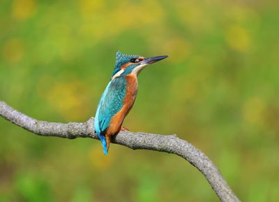 IJsvogel - Common Kingfisher