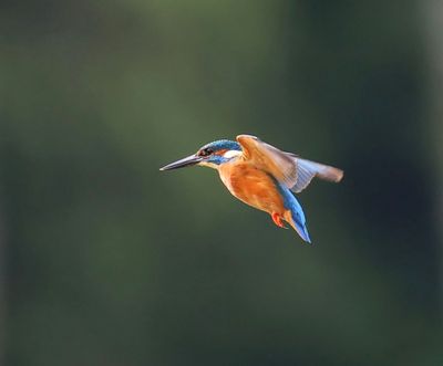 IJsvogel - Common Kingfisher