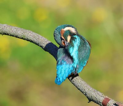 IJsvogel - Common Kingfisher