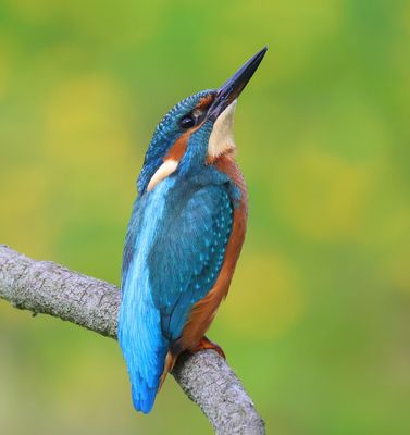 IJsvogel - Common Kingfisher