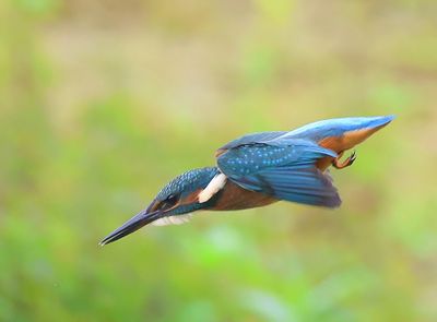 IJsvogel - Common Kingfisher